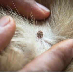 morsure de tique sur un chien - transmission des maladies