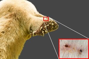 contamination d'un chien maladie de Lyme par morsure de tiques