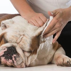 nettoyage oreilles du chien fréquence