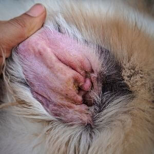 otite oreille chien