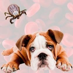 maladie de lyme chien