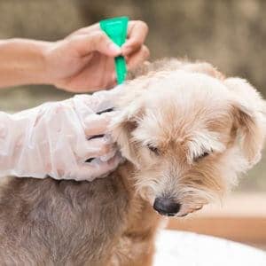 traitement anti-tiques chien pipette collier