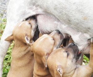 alimentation chienne allaite chiots