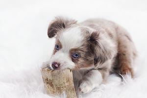 apport nutritionnel os alimentation chien