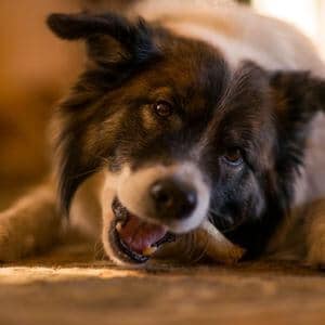 bon ou mauvais donner os chien