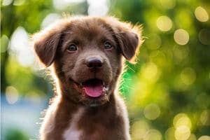 castration chien chiot quel age