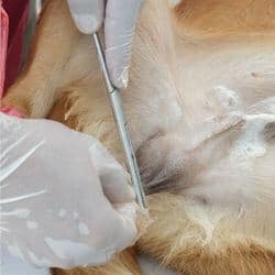 castration chien opération age tarif