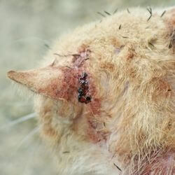chat blessé comment réagir
