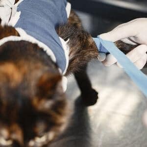 chat blessure grave soins veterinaires