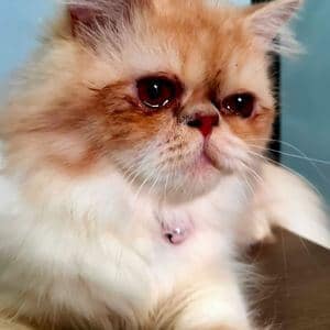 chat persan yeux qui coulent race prédisposée