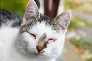 chat yeux coulent jaune marron transparent