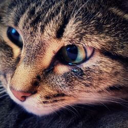 chat yeux qui coulent