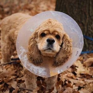 chien castration collerette