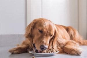 chienne allaitante mange croquettes énergie calcium