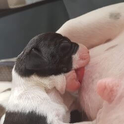 choisir aliment chienne allaitante chiots