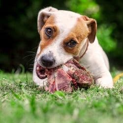 donner os à manger au chien dangers précautions