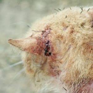 identifier gravité et ancienneté blessure chat