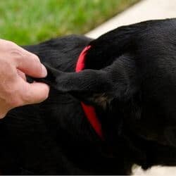 ohtemathome chien oreille gonflée