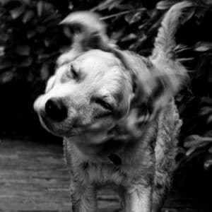 ohtématome-chien otite secoue oreilles