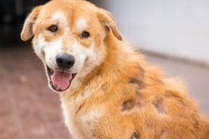 perte poils chien démodécie localisée