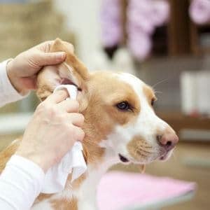 prévenir-othématome chien nettoyer oreilles