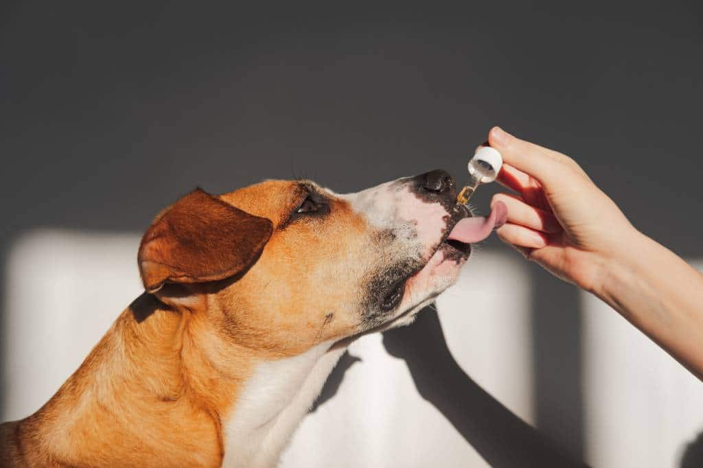 vermifuge chien choix forme galénique
