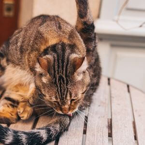 chat inflammation anus glandes anales léchage