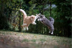 chats non castrés bagarre