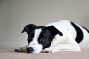 chien-couché-douleur-arthrose chien couché douleur arthrose