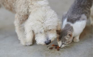 chien mange croquettes chat