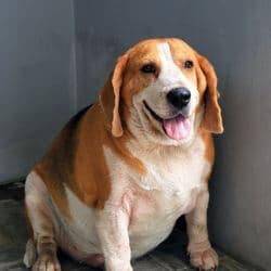 chien obèse effets néfastes