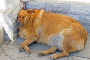 chien obèse surpoids problemes santé