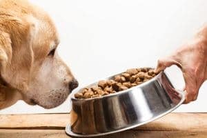 chien qui ne mange pas croquettes chat