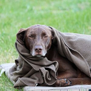 chien qui tremble de froid couverture