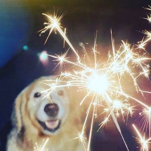 chien stress feu artifice solution naturelle