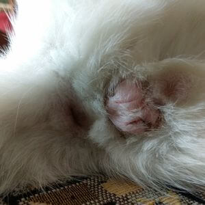 cicatrice castration testicules chat