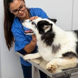 consultation veterinaire chien halitose pue gueule