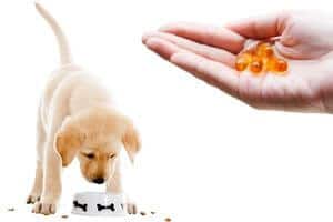 donner omega 3 chien chiot avantages
