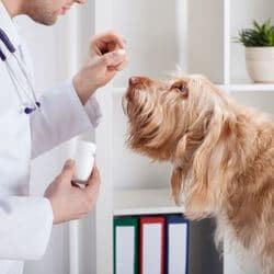 donner vermifuge chien