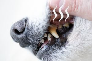 mauvaise haleine chien problème dents