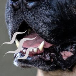 mauvaise haleine chien pue gueule