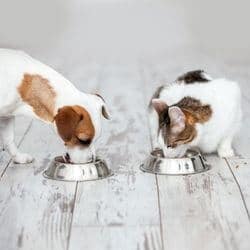 peut-on donner nourriture pour chat au chien