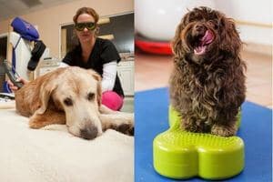 physiotherapie laser contre douleur chien arthrose