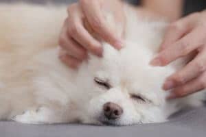 solution anti stress chien massage caresses