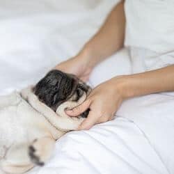 solutions naturelles anti-stress chien