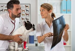 tarif-chien dysplasie hanche prix radiographie