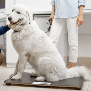 vermifuge chien poids