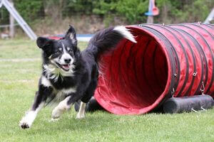 agility chien sport canin