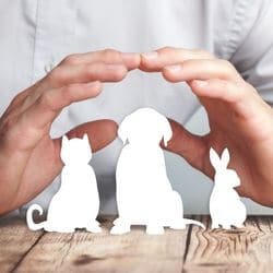 assurance chien sans carence sans franchise