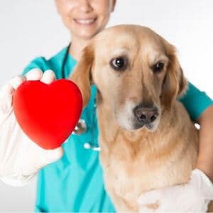 assurance sante chien franchise carence